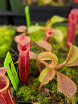 Nepenthes (veitchii x lowii) x (burbidgeae x edwardsiana) BE-3980