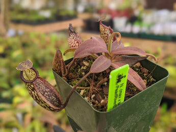 Nepenthes (maxima x talangensis) x hamata BE-3777