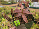 Nepenthes (maxima x talangensis) x hamata BE-3777