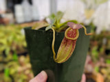 Nepenthes robcantleyi x tenuis BE-3982