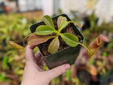 Nepenthes robcantleyi x tenuis BE-3982