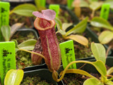 Nepenthes robcantleyi x tenuis BE-3982
