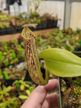 Nepenthes stenophylla x burbidgeae? (seed-grown unknowns)