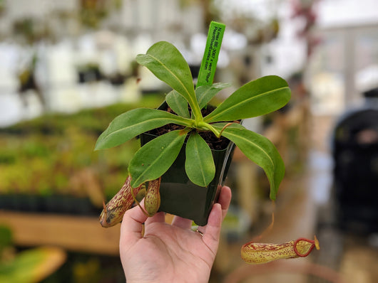 Nepenthes maxima BE-3067 x ventricosa 