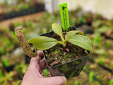 Nepenthes stenophylla x burbidgeae? (seed-grown unknowns)