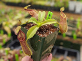 Nepenthes spathulata x hamata BE-3712
