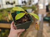 Nepenthes bicalcarata "Brunei Red Flush" BE-3031