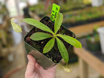 Nepenthes rafflesiana white EP x 'fukakusa'