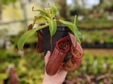 Nepenthes ventricosa x robcantleyi BE-3923