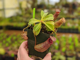 Nepenthes ventricosa x robcantleyi BE-3923