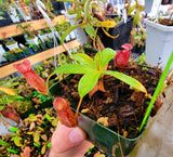 Nepenthes merrilliana x aristolochioides BE-3877