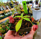 Nepenthes merrilliana x aristolochioides BE-3877