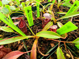 Nepenthes singalana x tenuis BE-3988