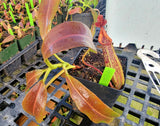Nepenthes maxima BE-3067 *Confirmed female clone*