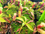 Nepenthes singalana x (burbidgeae x edwardsiana) BE-3984