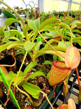 Nepenthes ventricosa x inermis (Wistuba Clone 1)