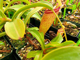 Nepenthes ventricosa x inermis (Wistuba Clone 1)