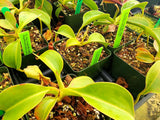 Nepenthes (lowii x macrophylla) x robcantleyi BE-4018 *SEED-GROWN*
