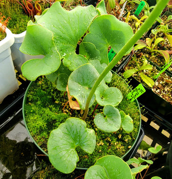Utricularia cornigera (previously U. reniformis 