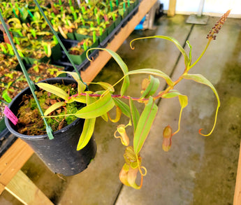 Nepenthes ramispina x ventricosa *ROOTED CUTTING*