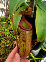 Nepenthes maxima BE-3067 x ventricosa "Red" *SEED-GROWN*