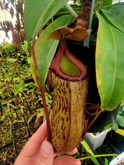 Nepenthes maxima BE-3067 x ventricosa 