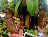 Nepenthes maxima BE-3067 x ventricosa "Red" *SEED-GROWN*