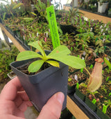Nepenthes maxima BE-3067 x ventricosa "Red" *SEED-GROWN*