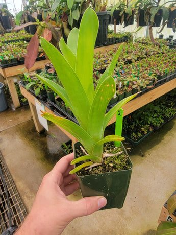 Brocchinia reducta (Carnivorous Bromeliad)