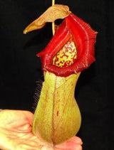 Nepenthes ventricosa x robcantleyi BE-3923