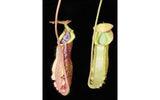 Nepenthes spathulata x (burbidgeae x edwardsiana) BE-3978