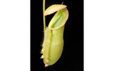 Nepenthes spathulata x (burbidgeae x edwardsiana) BE-3978