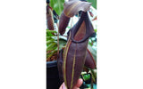 Nepenthes bongso BE-3036