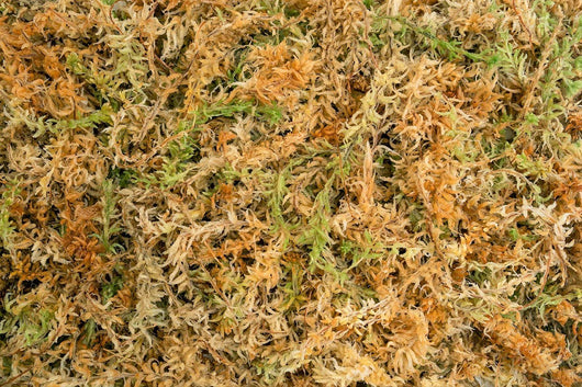 New Zealand Sphagnum moss (Various sizes available)
