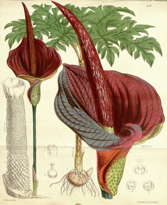 Amorphophallus konjac (dormant corms)