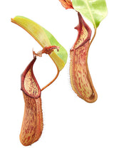 Nepenthes dactylifera BE-3070