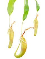 Nepenthes dactylifera BE-3070