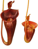 Nepenthes jacquelineae (G. Gadang) BE-3092