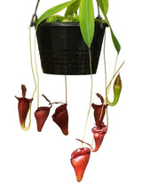 Nepenthes jacquelineae (G. Gadang) BE-3092