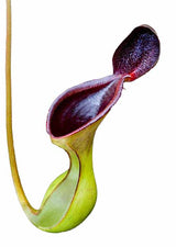 Nepenthes lowii (Trus Madi) BE-3100