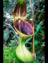 Nepenthes lowii (Trus Madi) BE-3100