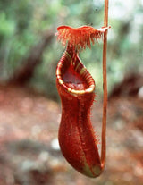Nepenthes lowii (Trus Madi) BE-3100