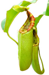 Nepenthes chaniana x veitchii BE-3137
