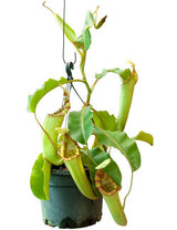 Nepenthes chaniana x veitchii BE-3137
