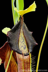 Nepenthes singalana (Masurai) BE-3170