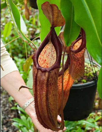 Nepenthes sumadera BE-3172