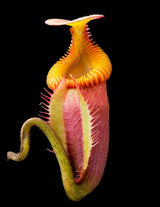 Nepenthes villosa for sale 