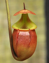Nepenthes villosa BE-3225 *Confirmed female*