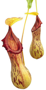 Nepenthes burkei BE-3254