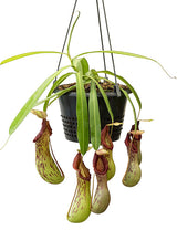 Nepenthes burkei BE-3254